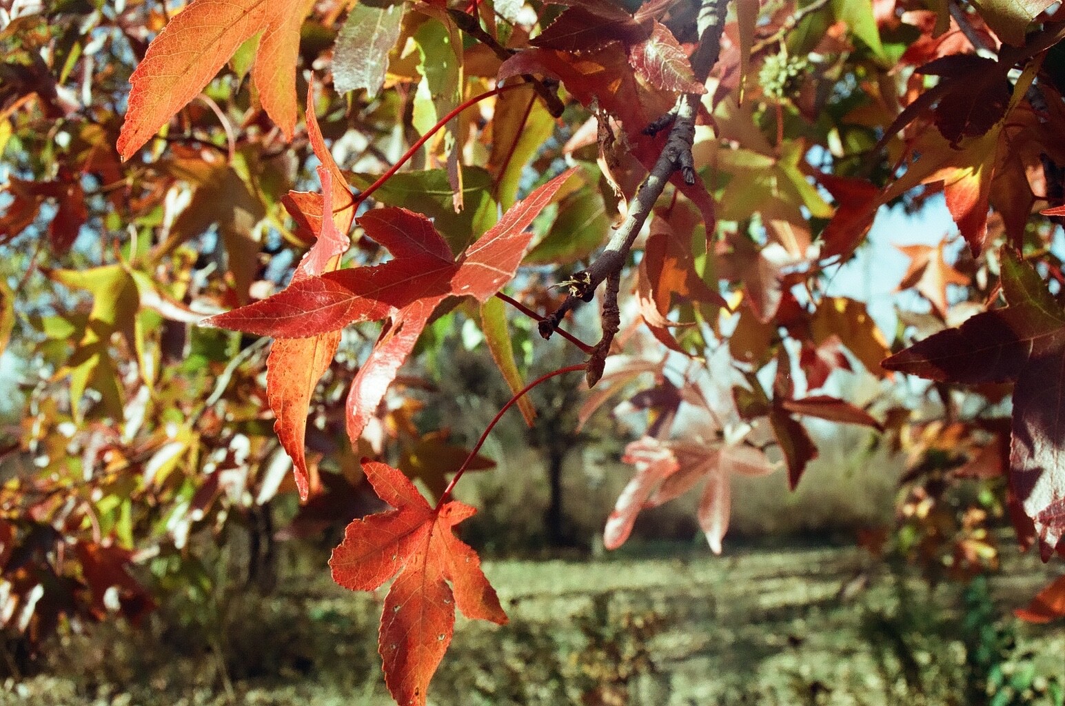 Cyberpunk 400D 36 exp C41 35mm Color Negative Film NO REMJET Kodak Vision3 250D