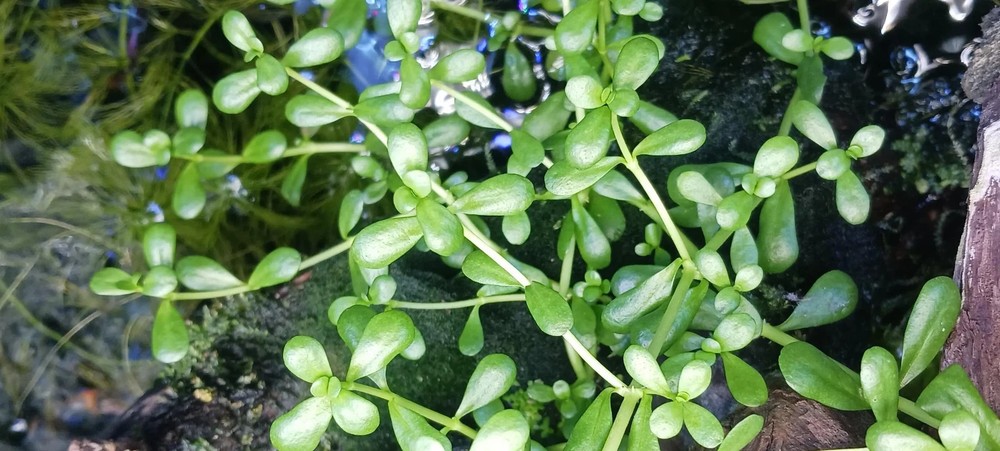 Moneywort - MINIMUM ORDER is 10 plants.
