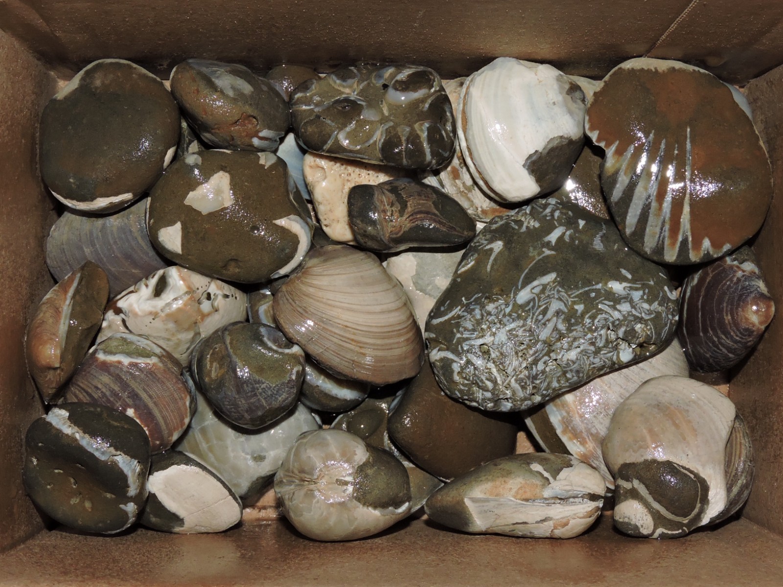 Box of MIXED Pacific Coast CLAM FOSSIL SHELL STONES Anadara, Steinkern ( 4 lb )