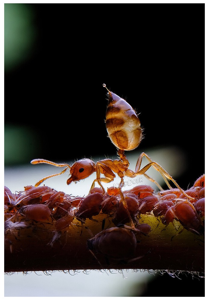 Macro Photography Reflector Cover Soft Box Diffuser For Flash Lamp Flashlight