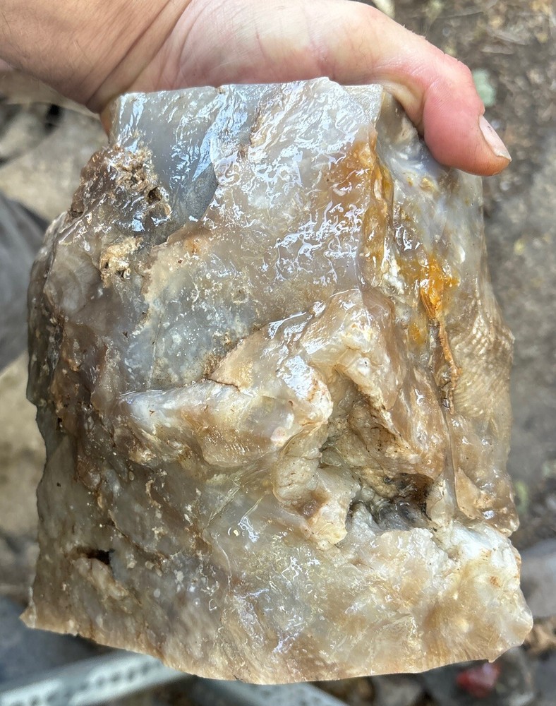 Silver Creek Junction petrified wood