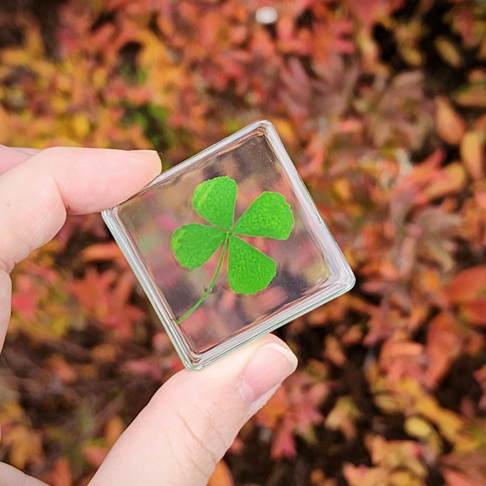 Four Leaf Clover in Resin, Tiny Good Luck Charm, Trifolium repens