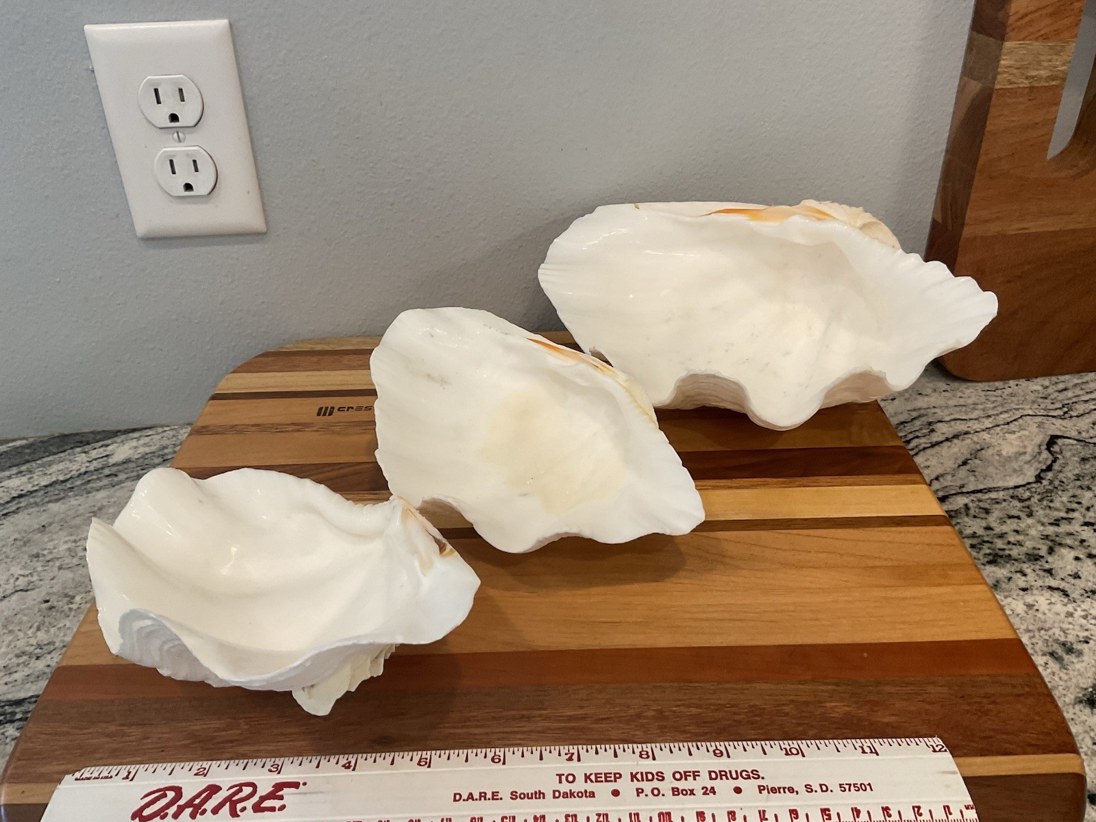 Large Natural Clam Shell Lot Of 3