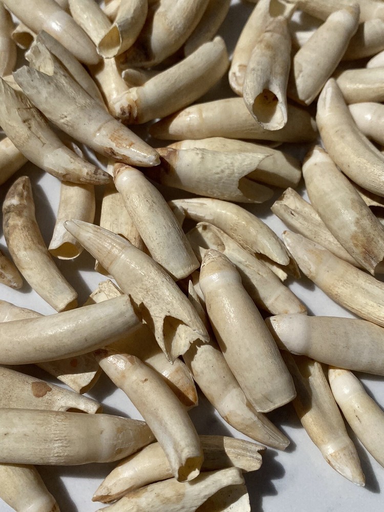 Medium Florida Alligator Tooth