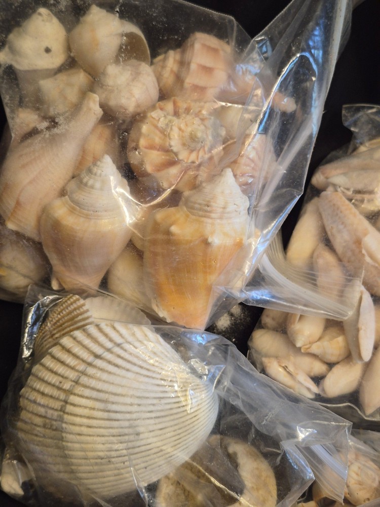 Sea Shells Lot- Over 8 Pounds-Assorted Sizes