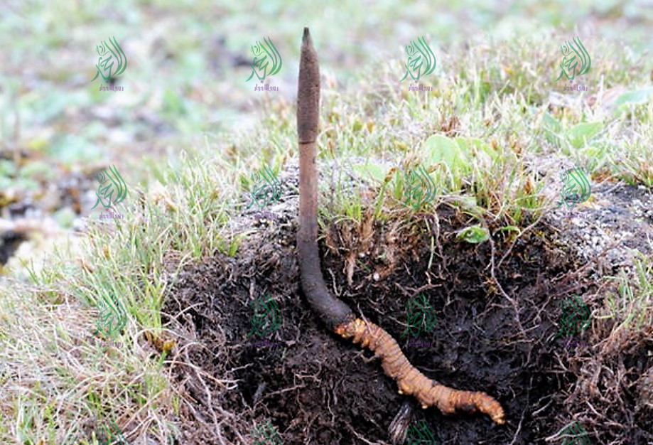 عرق السواحل الارضي النببات الطبيعي الروحاني النادر الدودي الاصلي