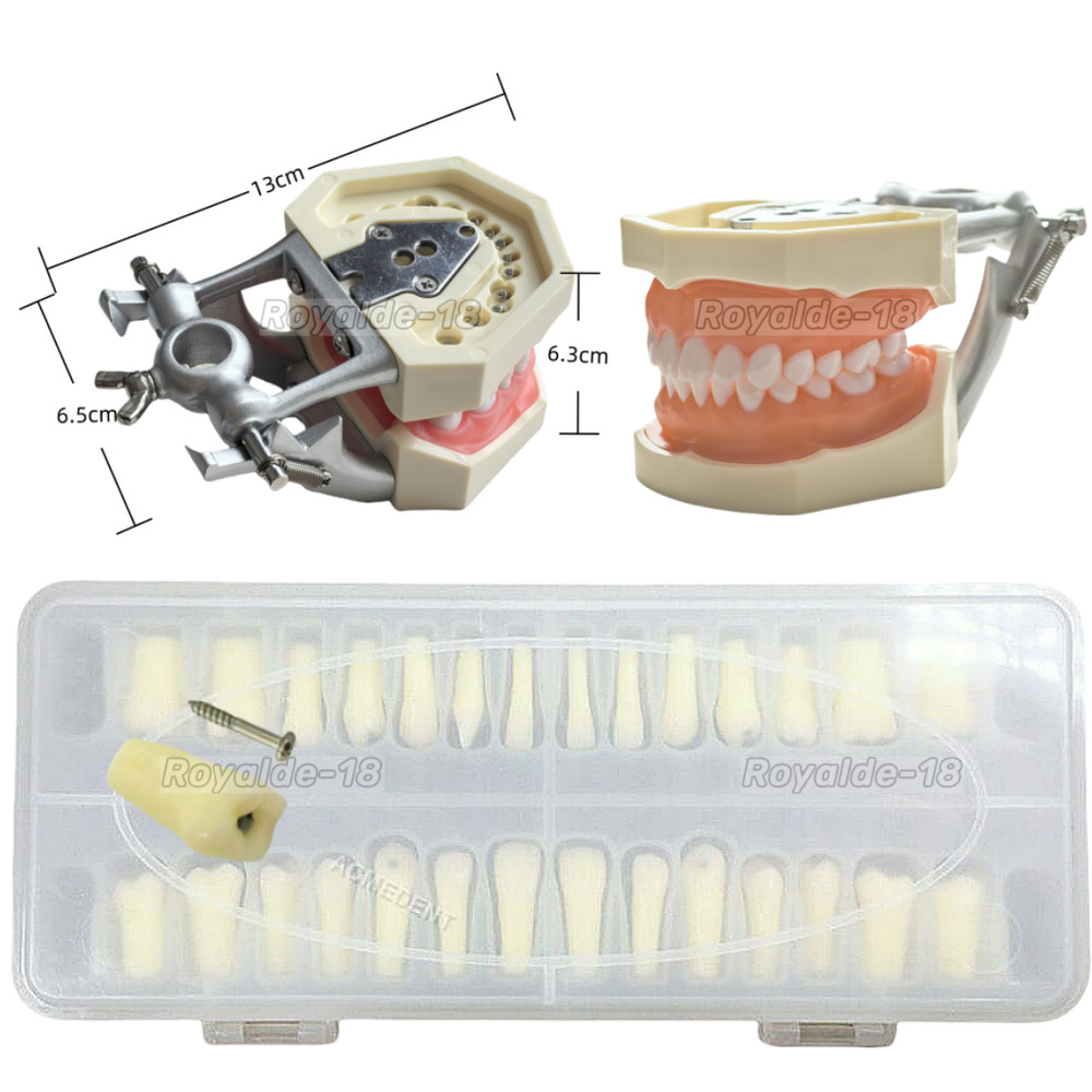 Dental Caries Remove Teeth Model Decayed Removing Practise Dentist Student Test