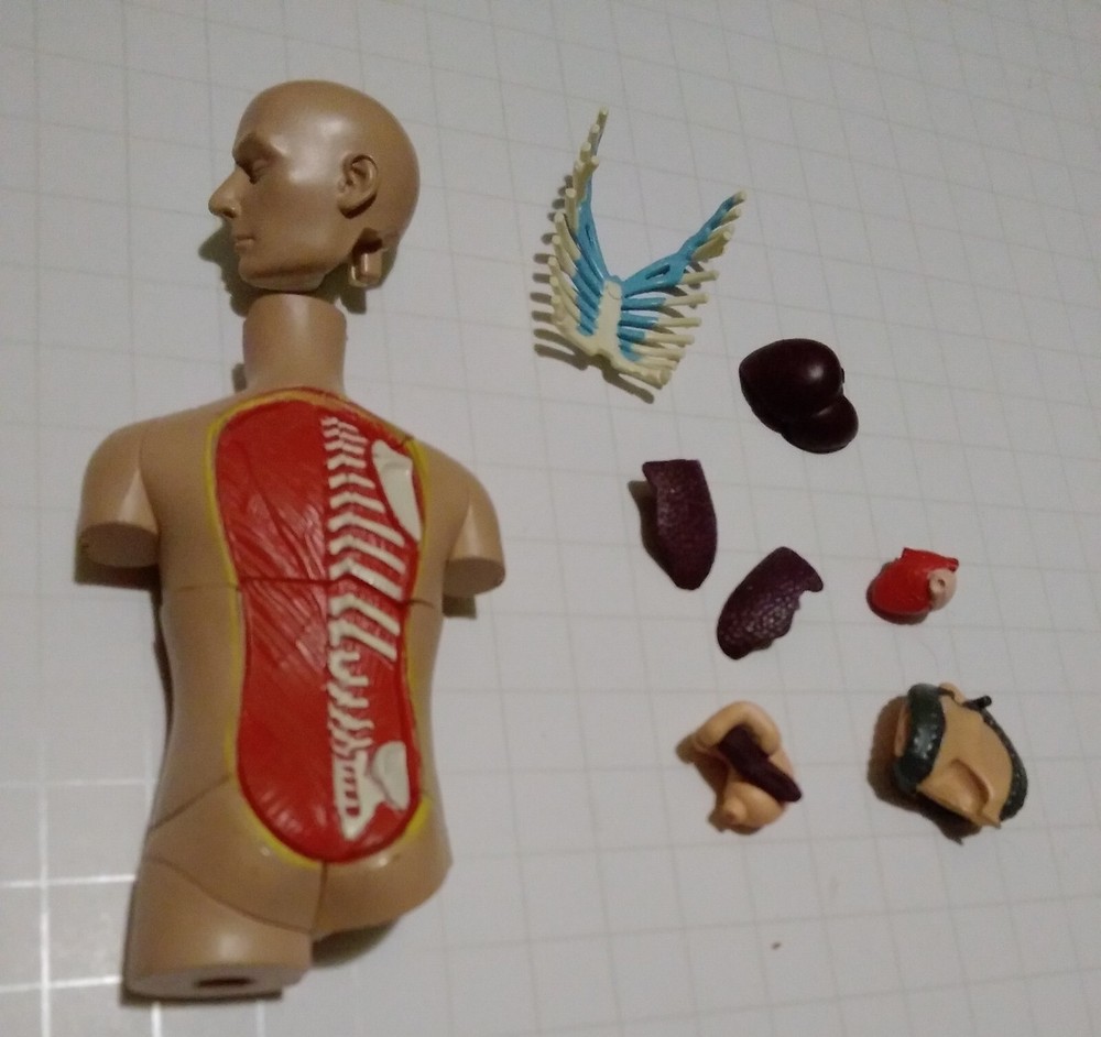4D Human Torso Anatomy Desktop Model REPLACEMENT PARTS *Read Description $2 each