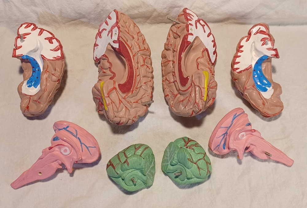 Human Brain Anatomically Sized Model Teaching Study Display Medical Science -Z