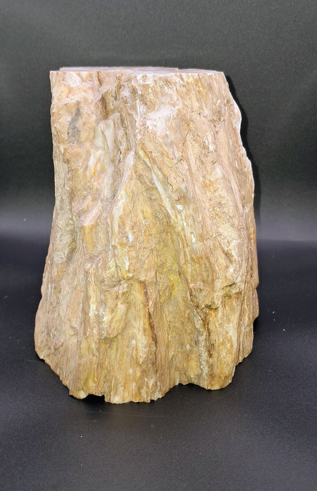 Petrified Wood. Large Limb Section Washington