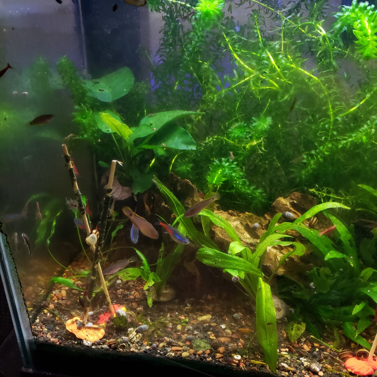 Shrimp Lollies Nano 60 CT Variety Pack (20/20/20) & 3 Holders