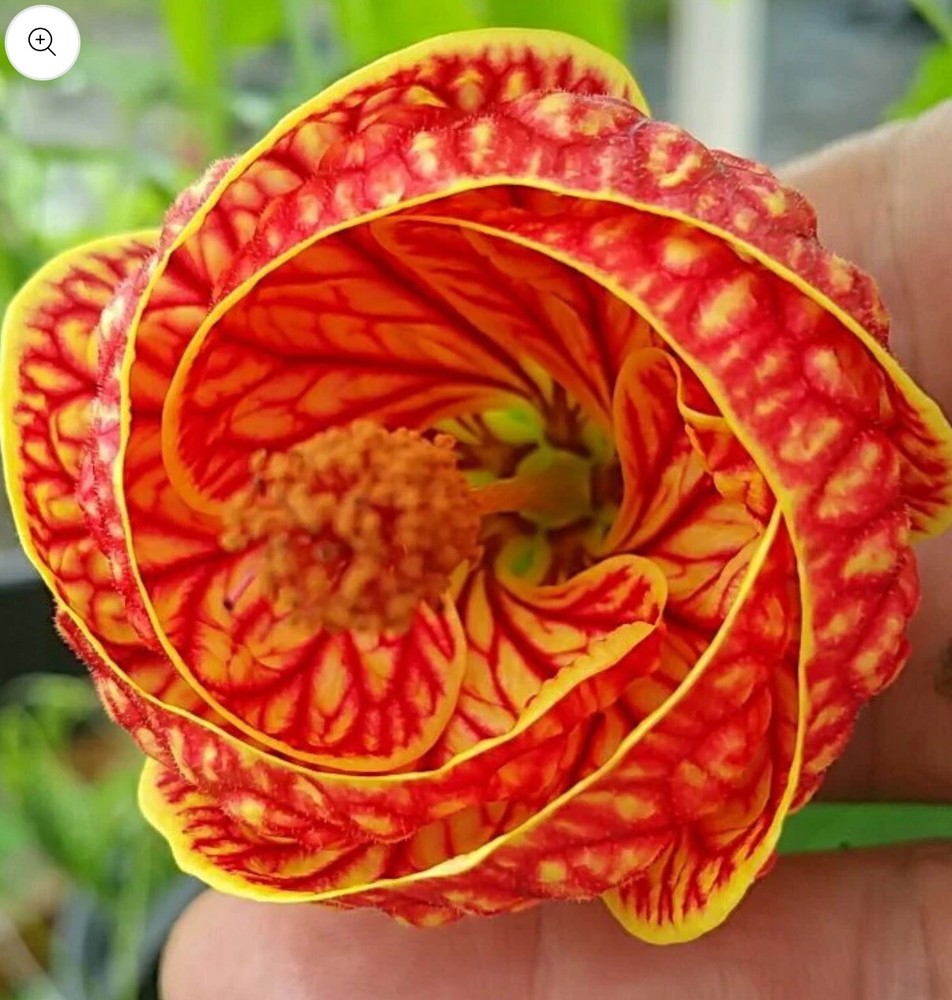 Tiger Eye Abutilon Flowering Maple SMALL ROOTED STARTER Plant
