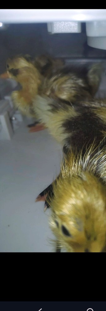 12+ Ancona duck hatching eggs
