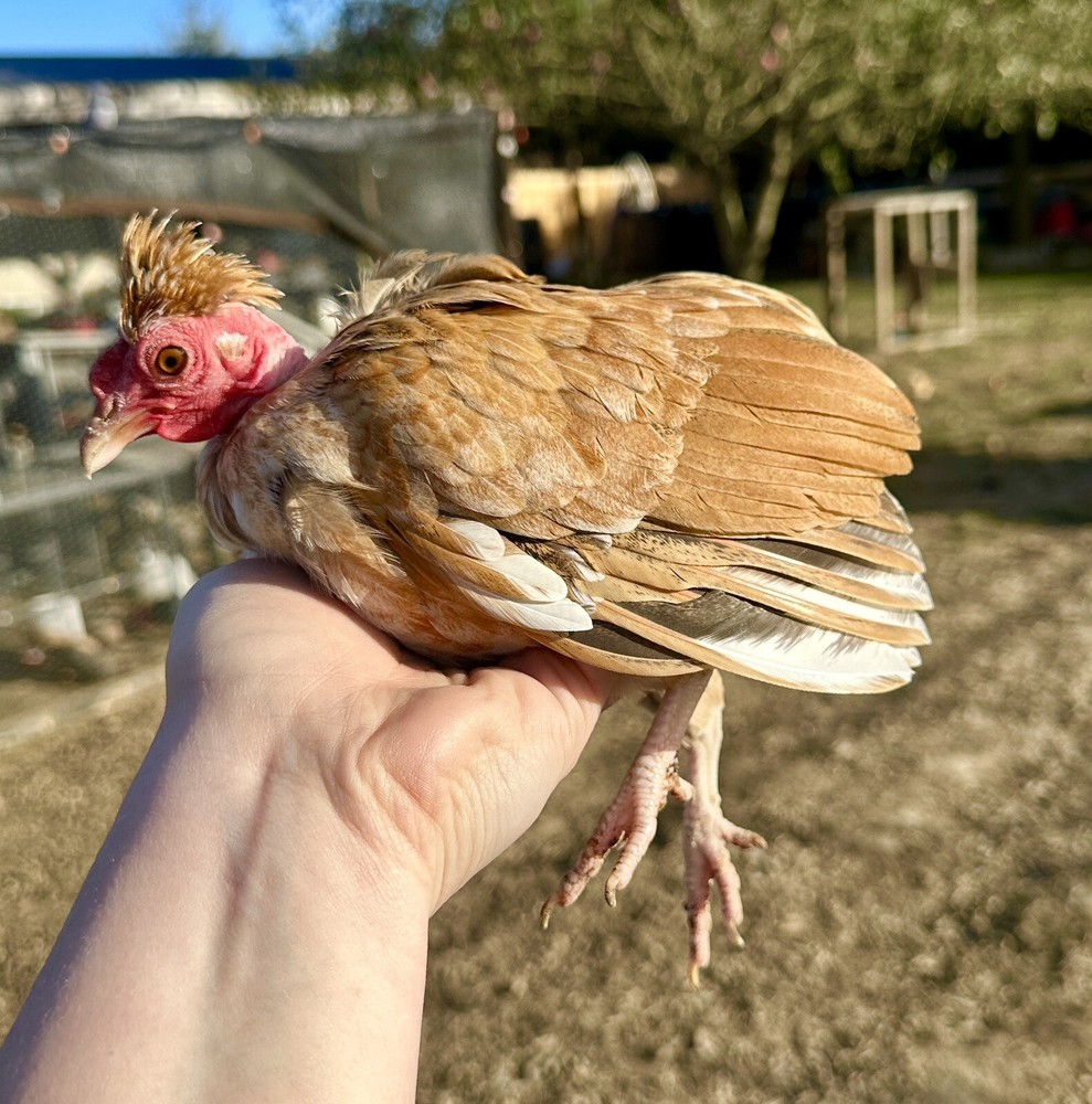 kikiriki hatching eggs 6++ PLEASE READ THE DESCRIPTION