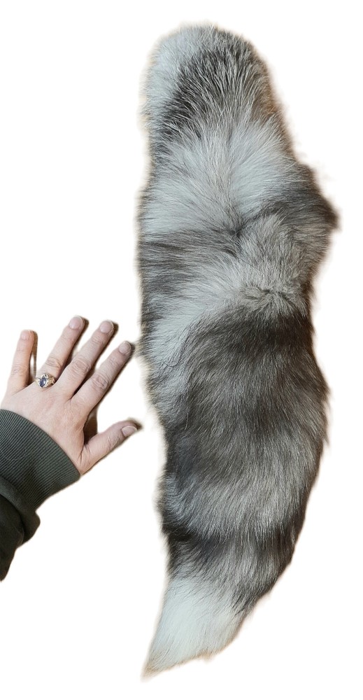 1 Tanned Indigo Fox Tail