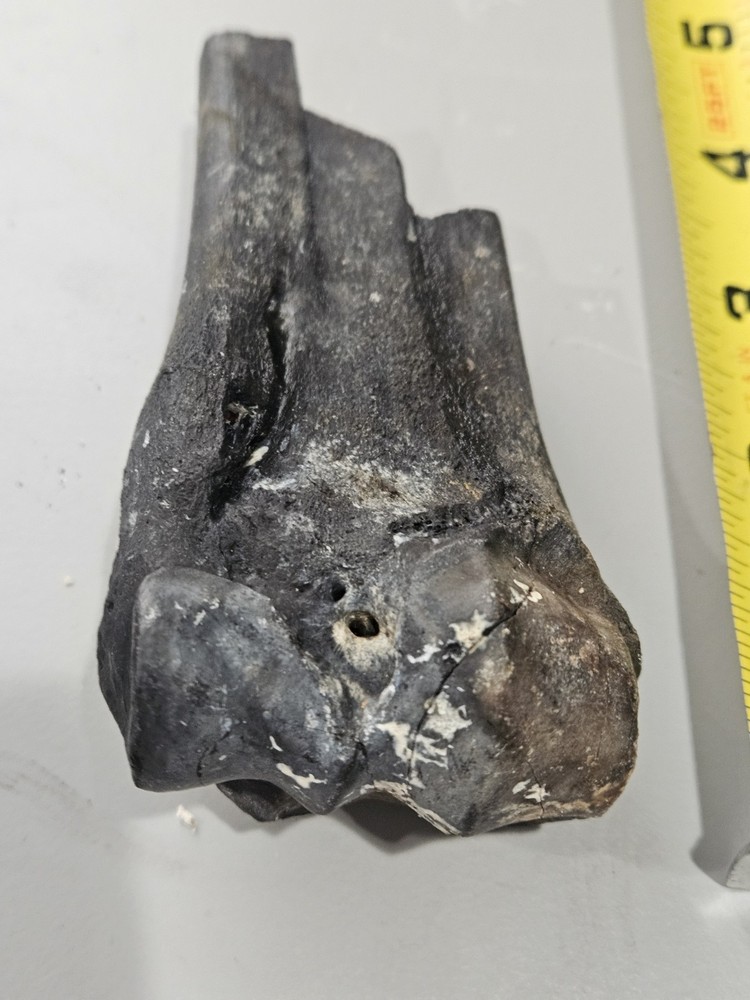 FLORIDA ICE AGED FOSSILIZED BONE FRAGMENTS