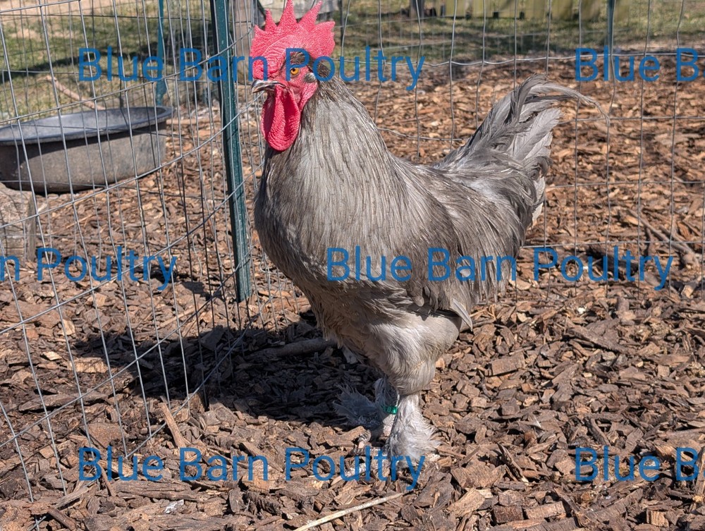 6 Lavender and Split to Solid Black Marans Chicken Hatching Eggs Purebred NPIP