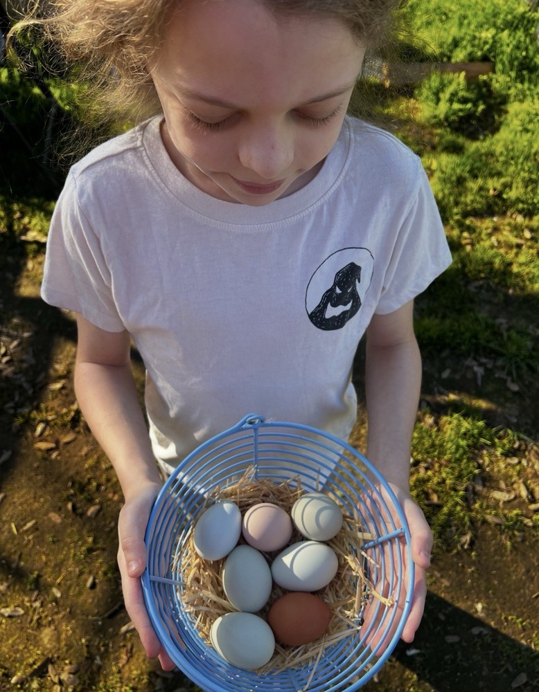 Araucana,Copper Maran hatching eggs hens choice