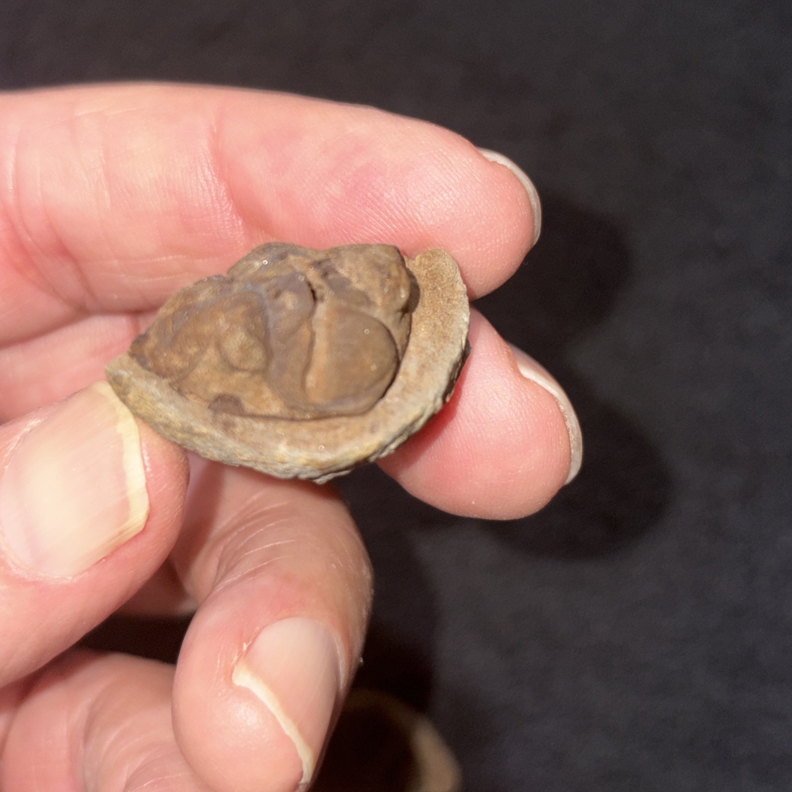 Fossil Trilobite Eldridgeia Venustus Devonian Bolivia POS & Neg (2 Pieces)