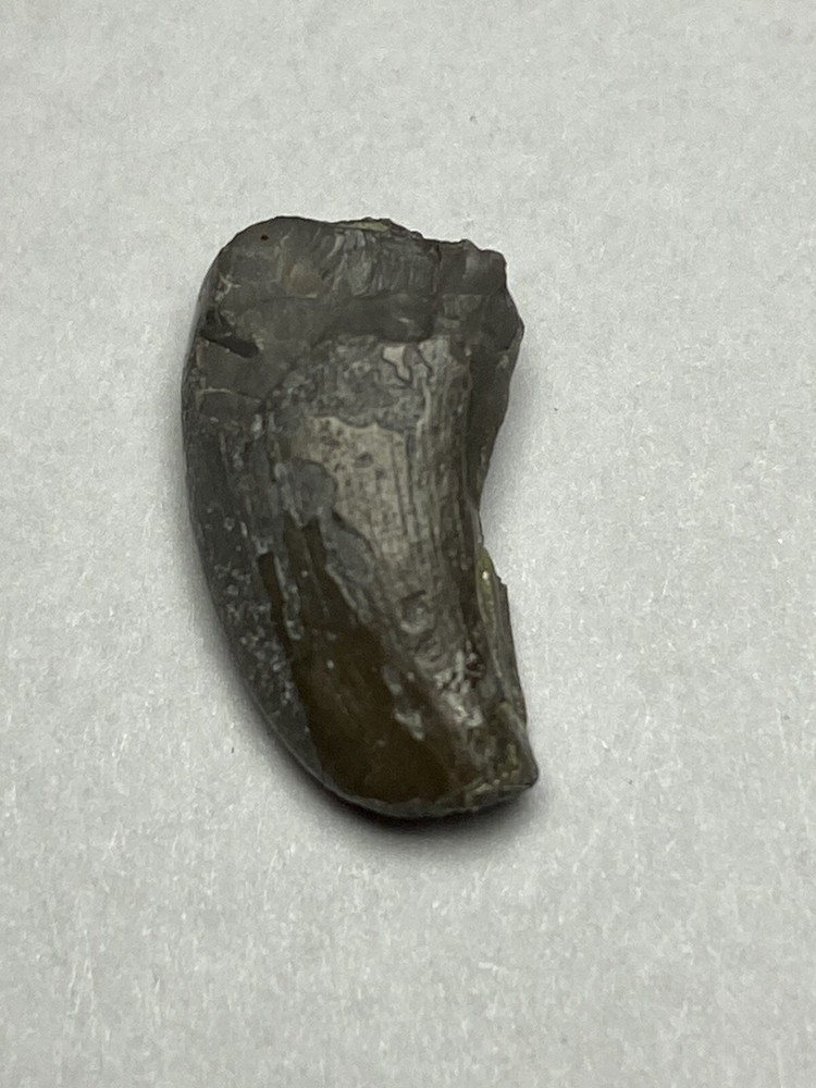 Marshosaurus Tooth Colorado