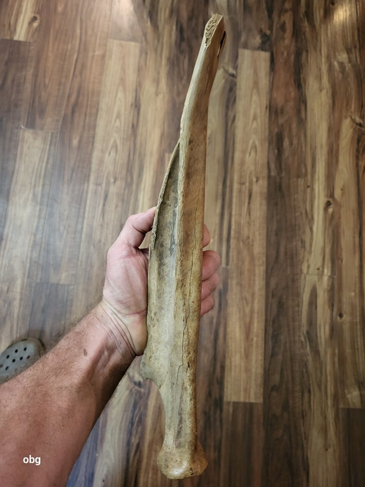 Historic Bison SHOULDER BLADE scapula