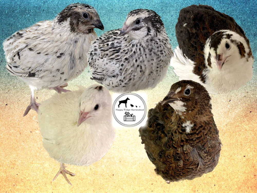 18 - Celadon (100% True Blue) & Jumbo Pearl Fee Coturnix Quail Hatching Eggs