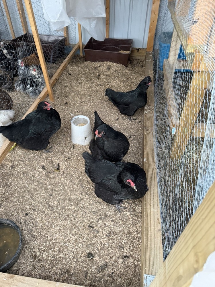 Black jersey giant hatching eggs-6++