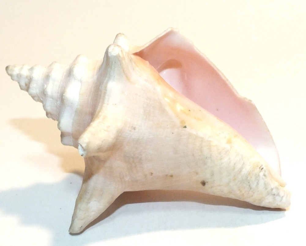 Vintage Conch Shell Seashell Shells Small Beautiful Pink Interior Natural S53