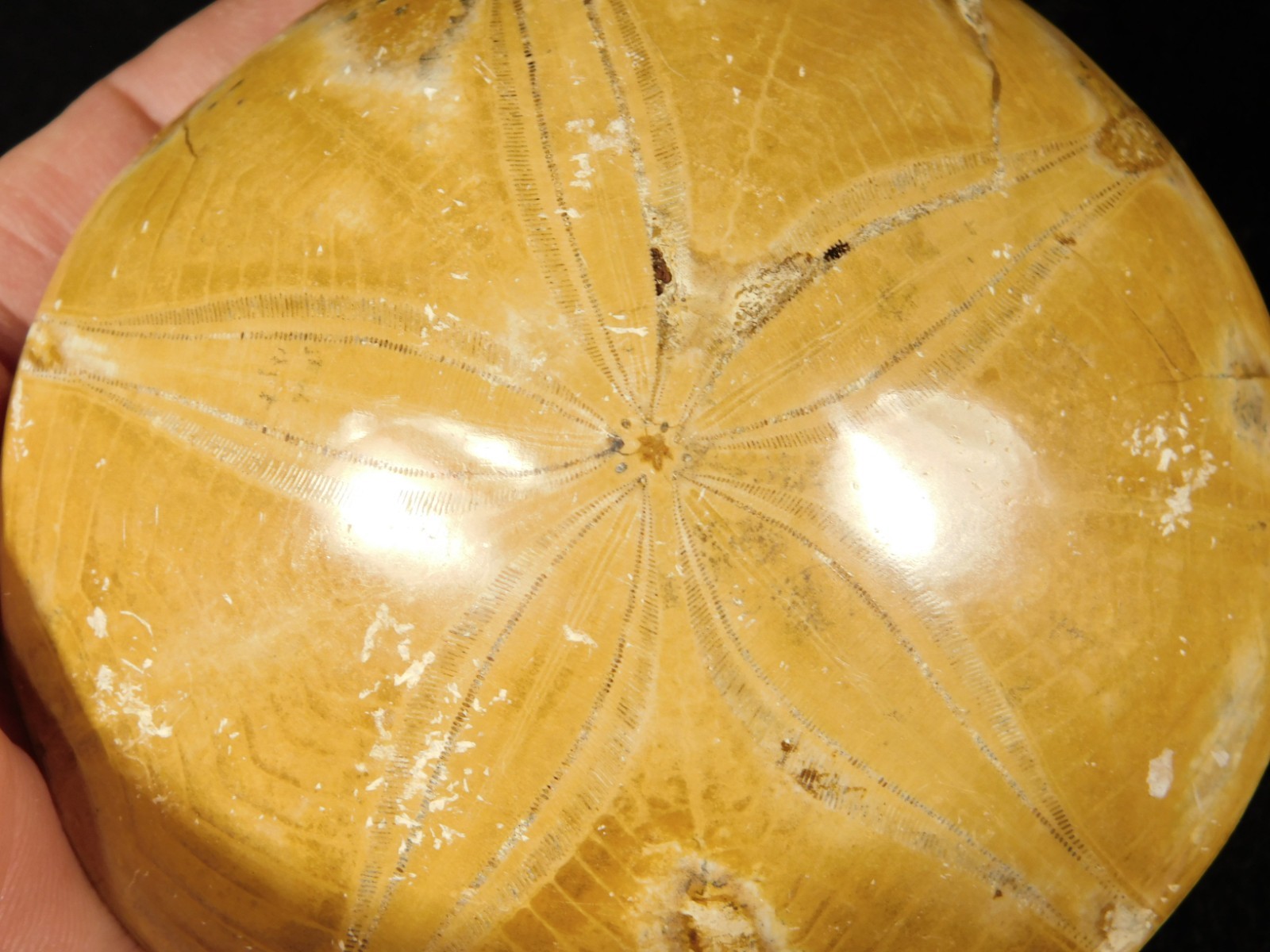 Big! Polished 150 Million Year Old! SAND DOLLAR Fossil Madagascar 198gr
