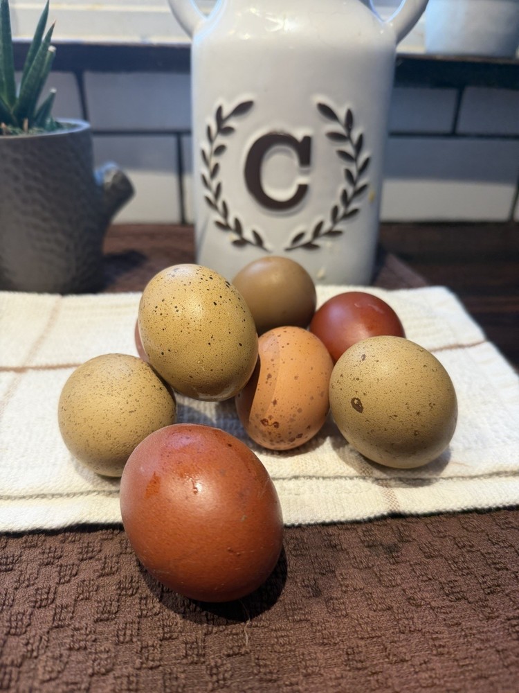 Black Copper Marans & Olive/Coffee/Earth Egger Hatching Eggs