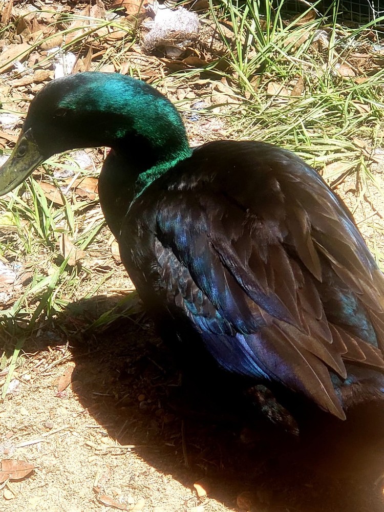 4+ Cayuga Duck Hatching Eggs Pure Breed 😍 Plus Free Gift