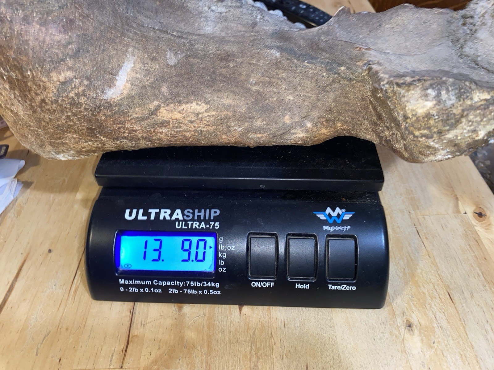 Hippopotamus Jaw Fossil, Indonesia Ice Age