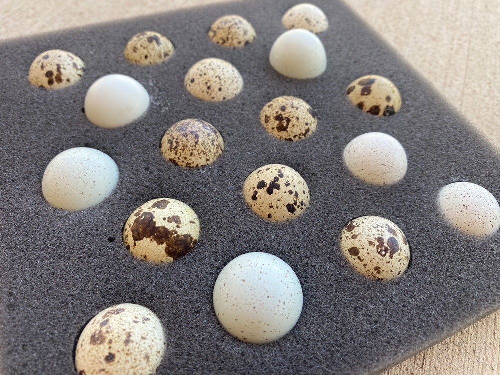 18 Coturnix Quail Hatching Eggs