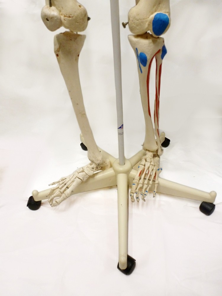 3B Scientific SAM A13 Skeleton Model Life Size Pelvic Stand Missing Muscles