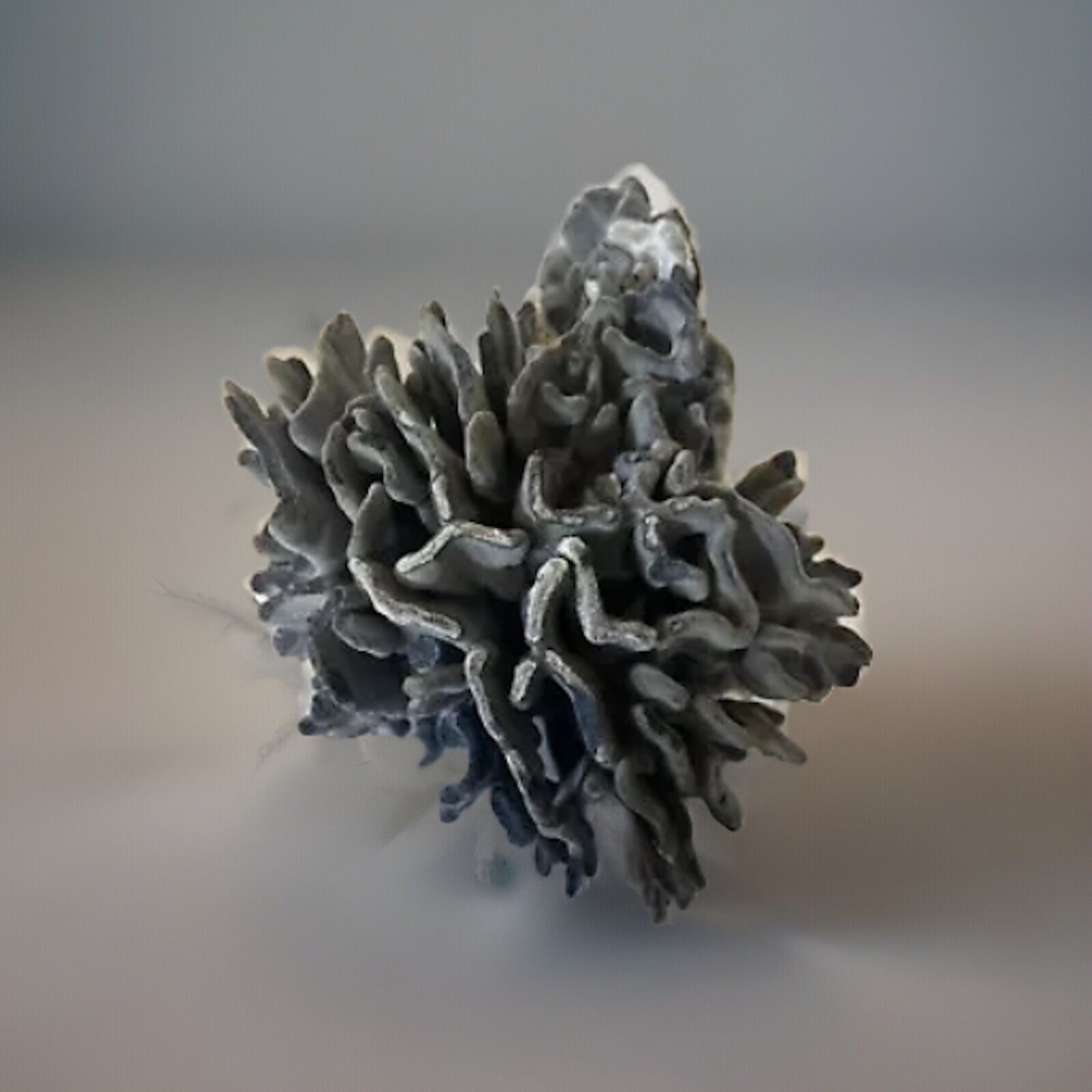 Natural Real Blue Ridge Coral Huge Specimen Shell 12x12x10 Nautical Home Decor