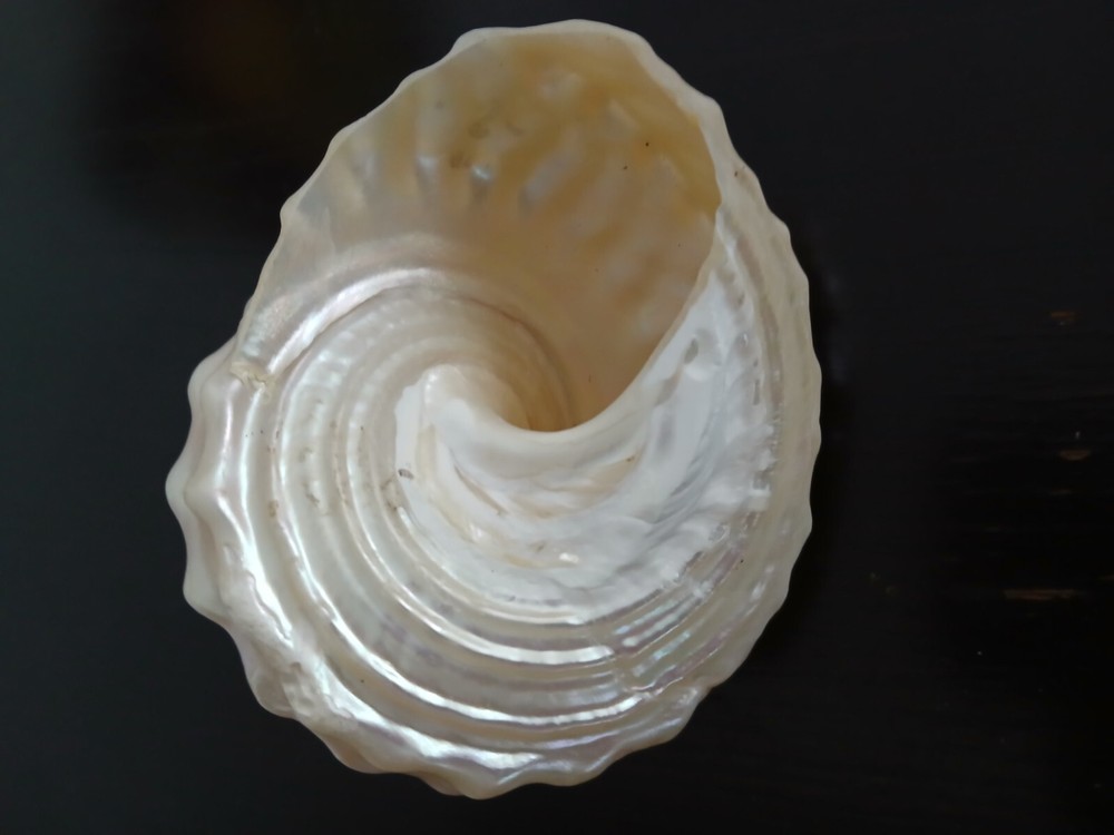 ASTREA UNDOSA Vintage Seashell Large 4"
