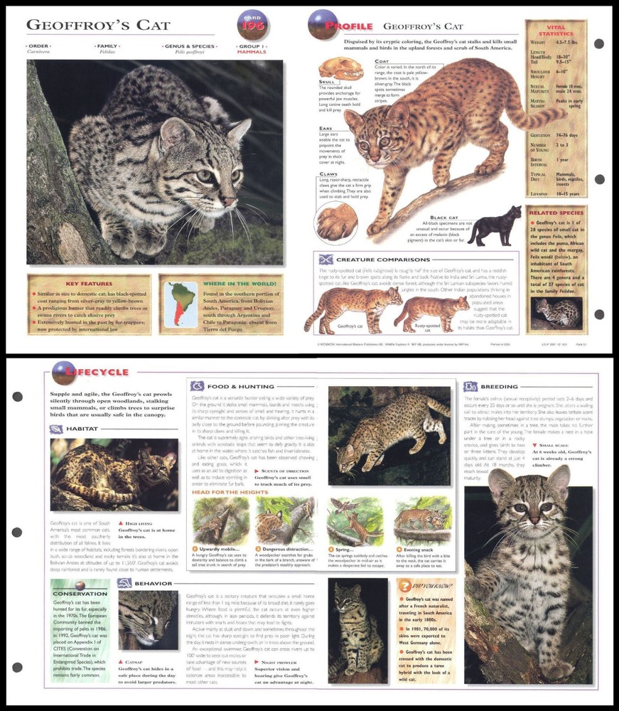 Fold-Out Sheet - Geoffroy's Cat - 196