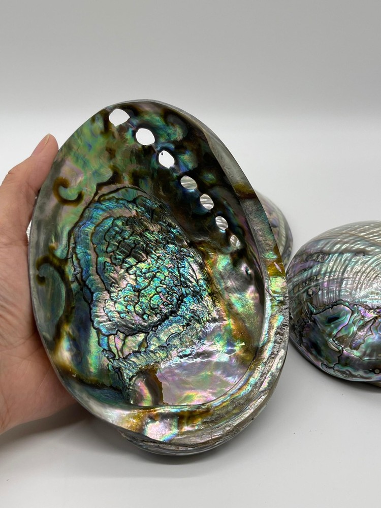 Abalone Shell Polished Both Sides 6-7", Seashell Incense Burner, Iridescent