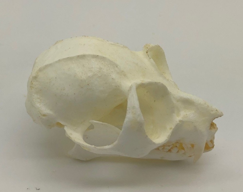 POTTO  SKULL  REPLICA