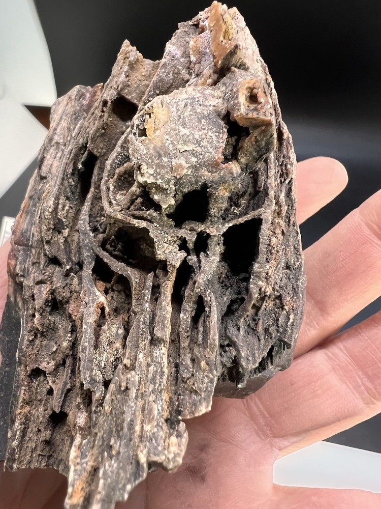 Ball Ranch Petrified Wood D3