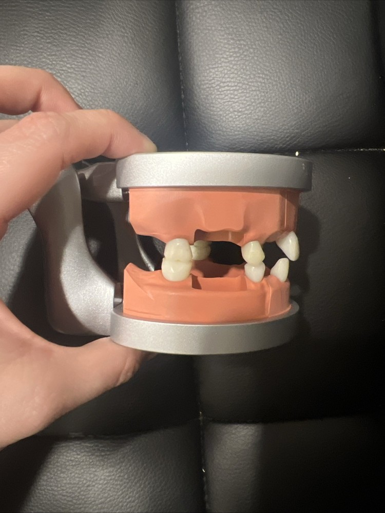 Modupro Typodont With Articulator , Endodontic Section MP_E120_PC