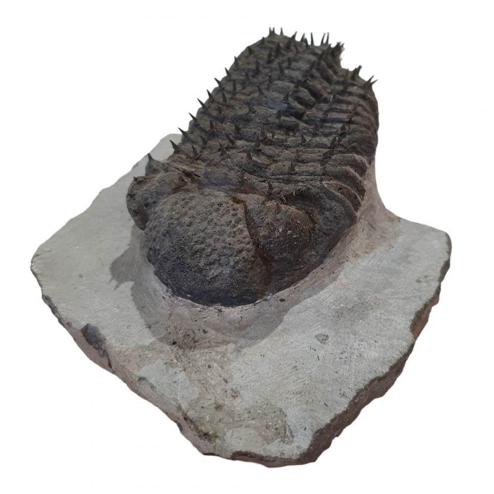 Trilobite fossils Drotops Armatus devonian morocco