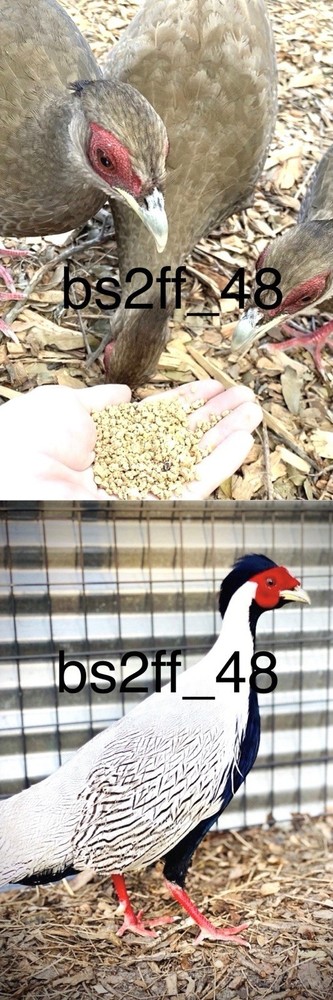 Laying Now  ( Sliver Pheasant Hatching Egg) Please read description!!