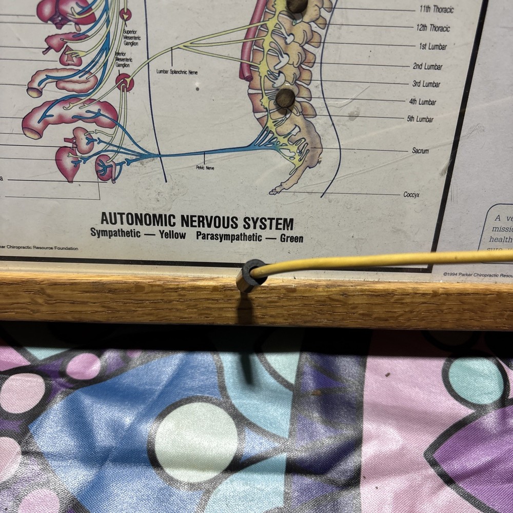 Autonomic Nervous System Light box