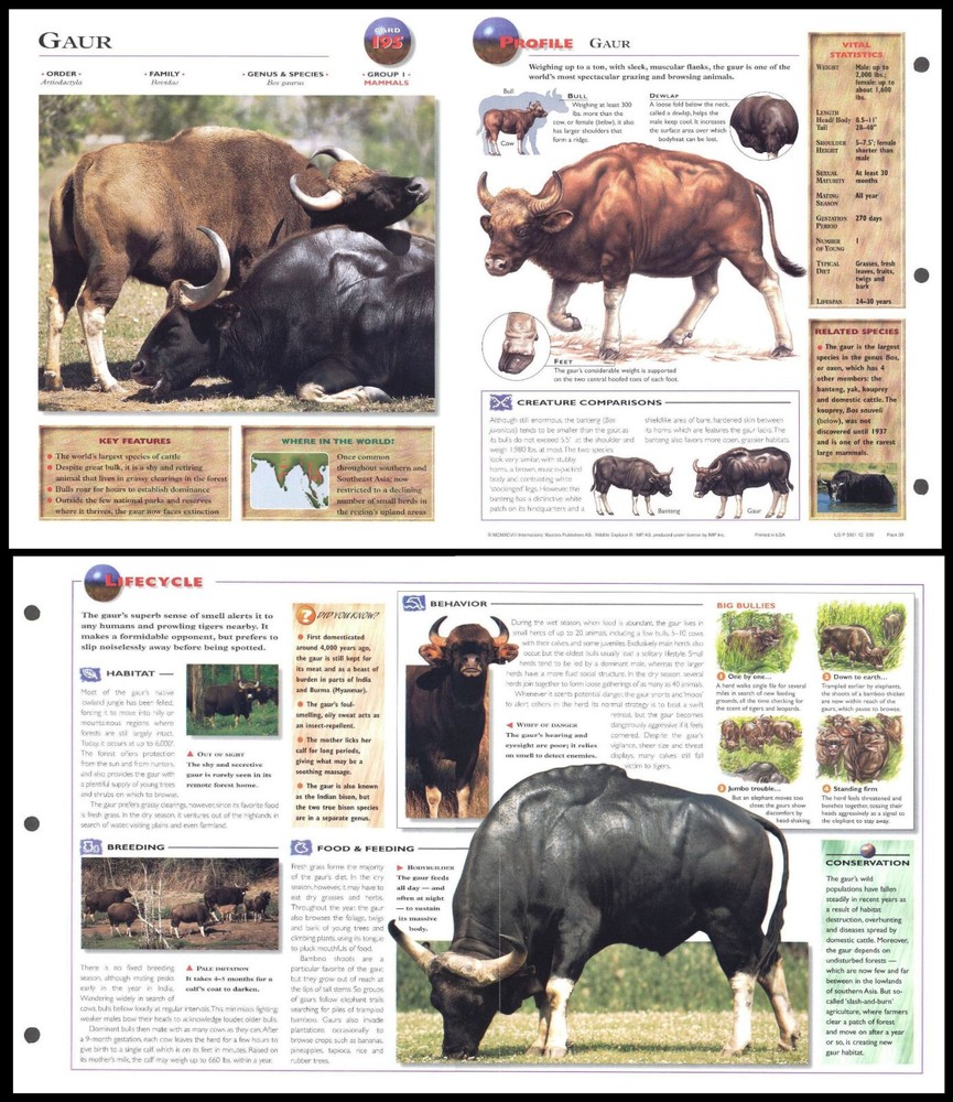 Fold-Out Sheet - Gaur - 195