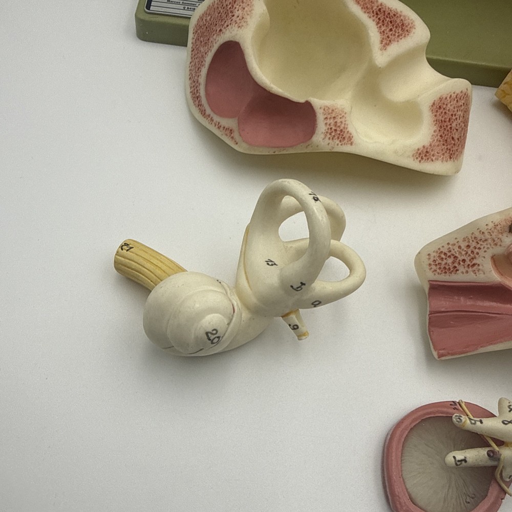 Somso DS5 Ear Anatomical Model - Hearing Inner Ear