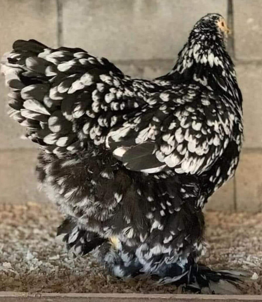 12+ Rare Breed Chicken Hatching Eggs Orpington, Brahma, Sweddish Flower