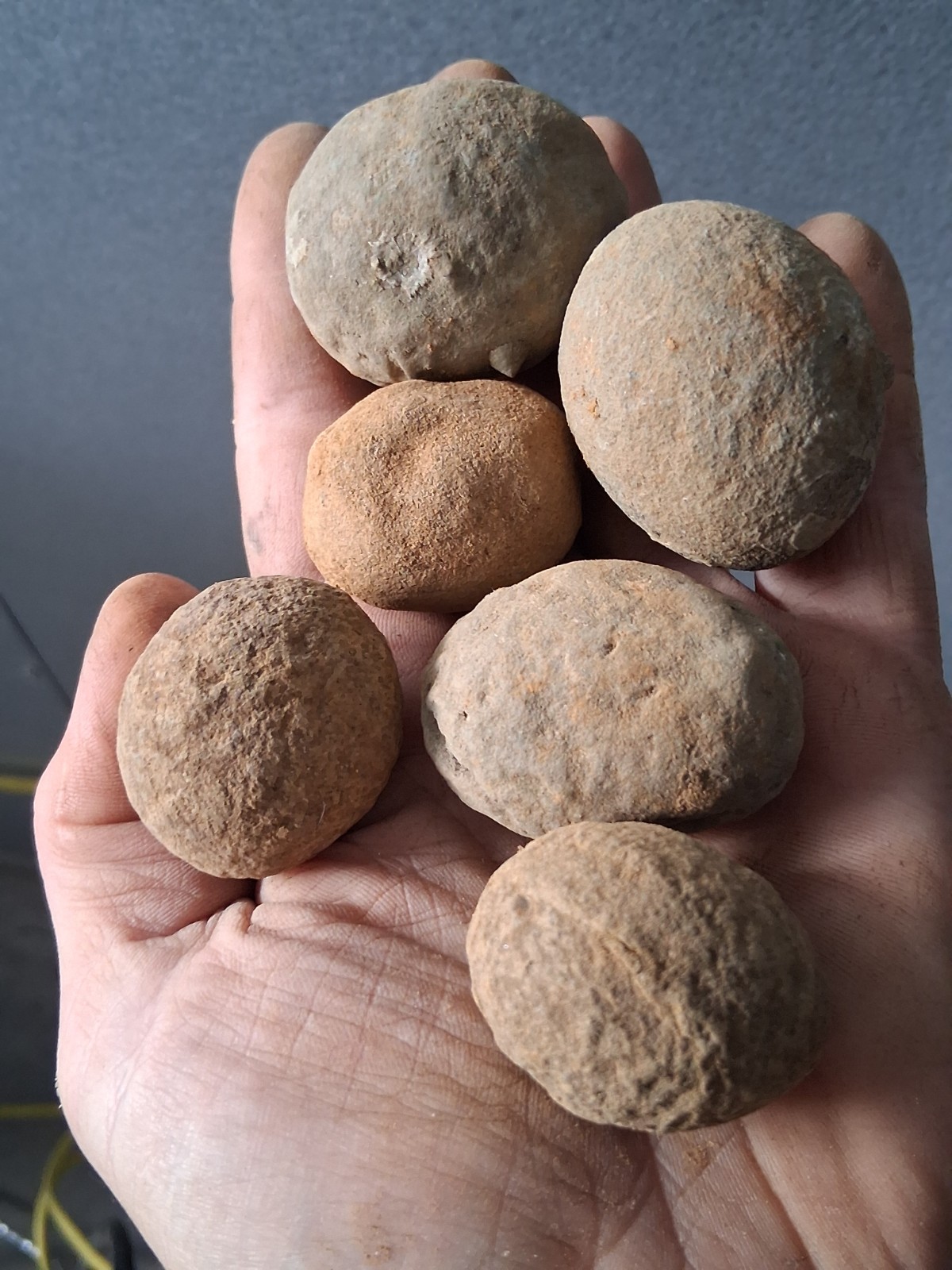 6 Unprepared Crab Fossil Concretions(small) Washington State Megakos Macrospinus
