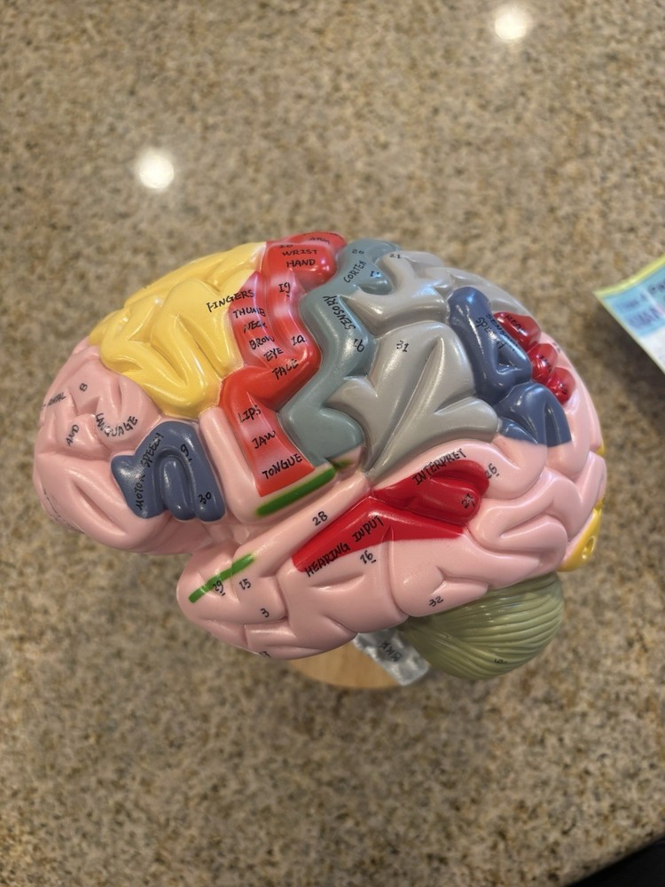 Human Brain Anatomy Model 4-Part Color-Coded w/ Stand & Chart – Educational