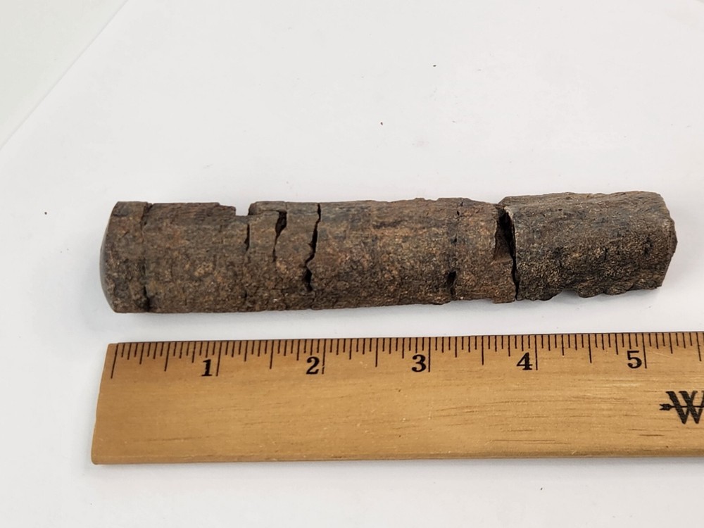 Polished Dinosaur Bone (Rib?) Fossil - Morrison Fm.